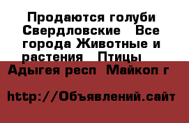 Продаются голуби Свердловские - Все города Животные и растения » Птицы   . Адыгея респ.,Майкоп г.